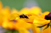 Flowers & Bugs
